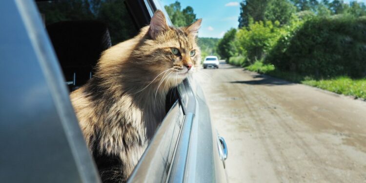 Pourquoi les chats ont peur en voiture ?