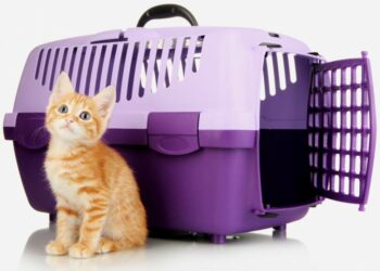 Pourquoi les chats ont peur en voiture ?