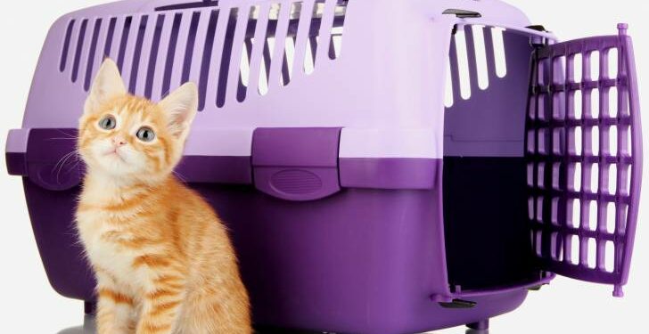 Pourquoi les chats ont peur en voiture ?