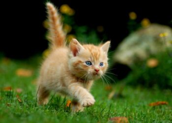 Pourquoi les chats restent avec nous ?