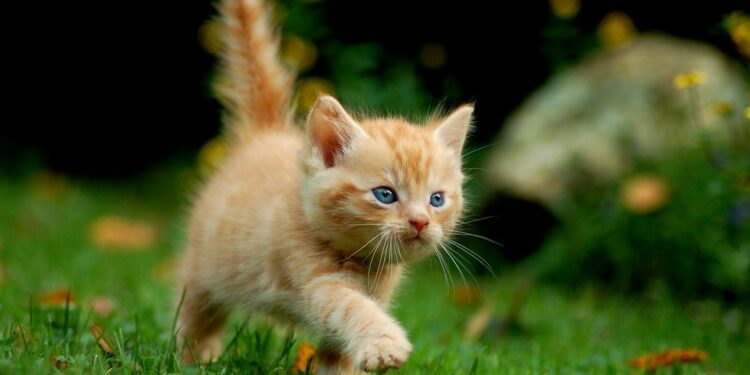 Pourquoi les chats restent avec nous ?