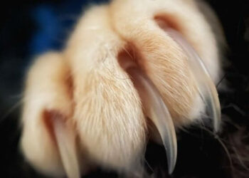 Pourquoi les chats s'arrache les griffes ?