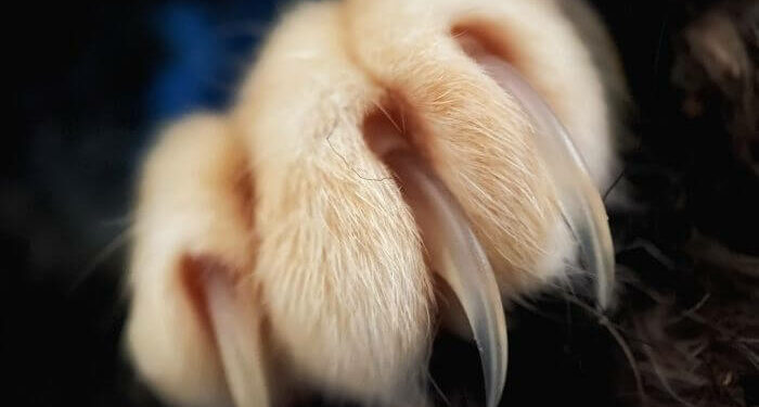 Pourquoi les chats s'arrache les griffes ?