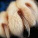 Pourquoi les chats s'arrache les griffes ?