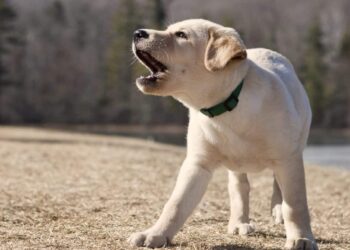 Pourquoi les chiens aboient contre eux ?