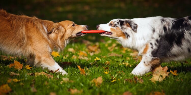 Pourquoi les chiens aboient contre eux ?