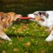 Pourquoi les chiens aboient contre eux ?