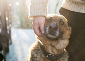 Pourquoi les chiens aboient quand ils se croisent ?