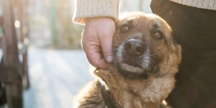 Pourquoi les chiens aboient quand ils se croisent ?