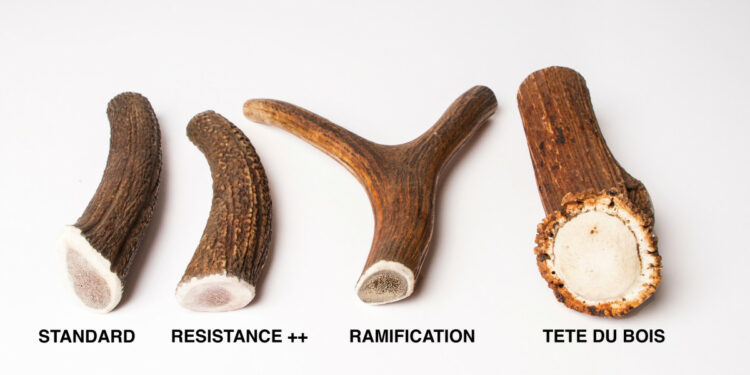 Pourquoi les chiens mangent des bâtons ?