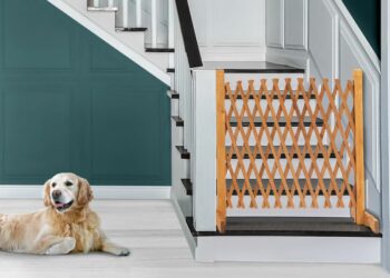 Pourquoi les chiens mangent le bois ?