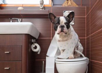 Pourquoi les chiens mangent les excréments ?