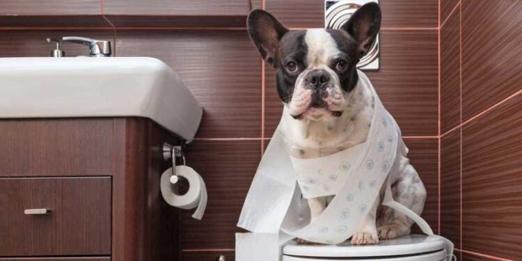 Pourquoi les chiens mangent les excréments ?