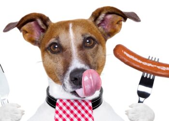 Pourquoi les chiens mangent les excréments ?