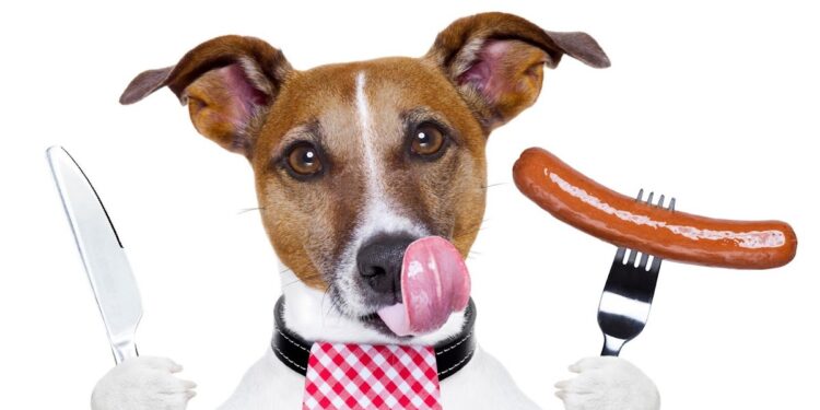 Pourquoi les chiens mangent les excréments ?