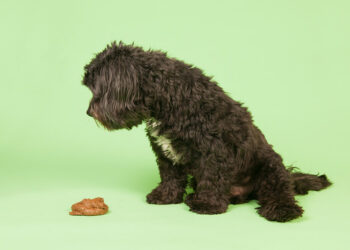 Pourquoi les chiens mangent les excréments des autres chiens ?