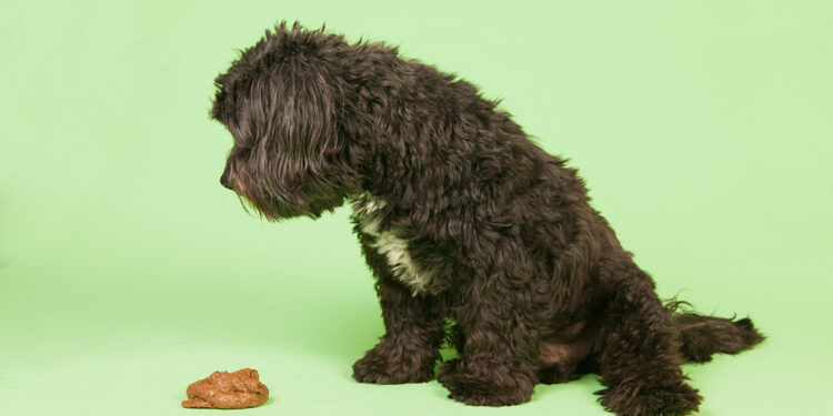 Pourquoi les chiens mangent les excréments des autres chiens ?