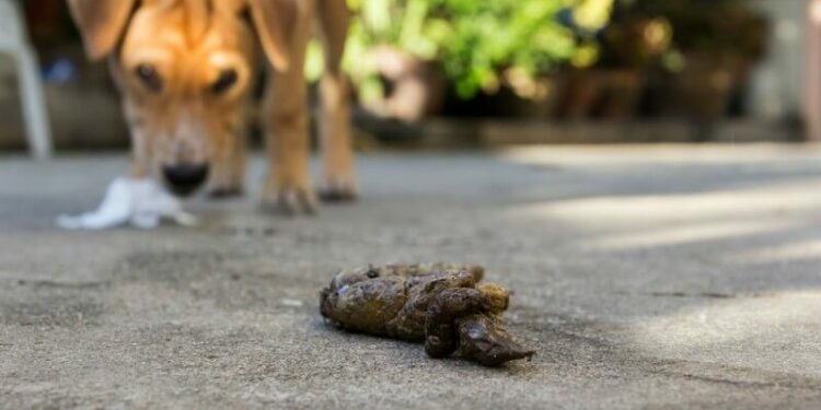 Pourquoi les chiens mangent les excréments d'humains ?