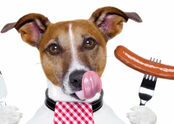 Pourquoi les chiens mangent leurs crottes ?