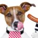 Pourquoi les chiens mangent leurs crottes ?