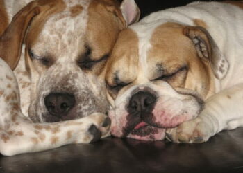 Pourquoi les chiens mangent leurs excréments ?