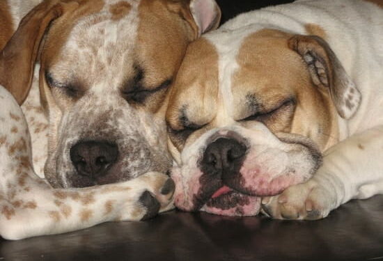 Pourquoi les chiens mangent leurs excréments ?