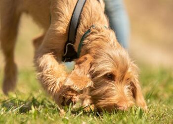 Pourquoi les chiens mangent leurs excréments ?