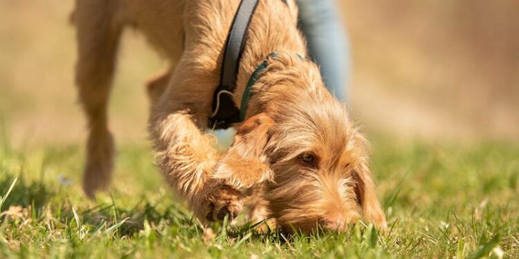 Pourquoi les chiens mangent leurs excréments ?