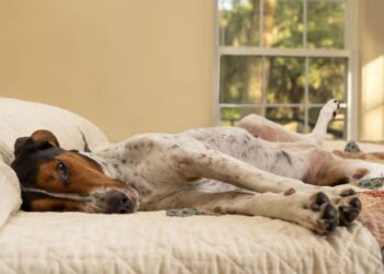 Pourquoi les chiens ont l'air triste ?