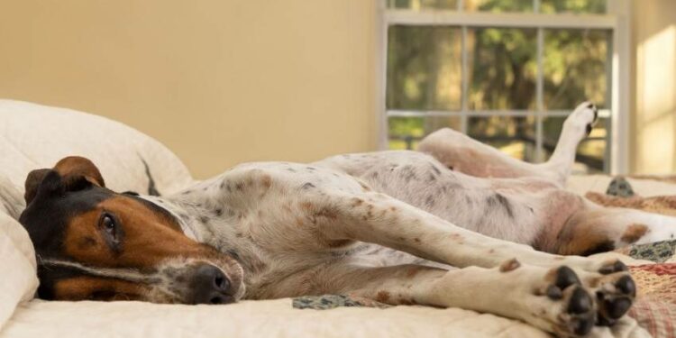 Pourquoi les chiens ont l'air triste ?