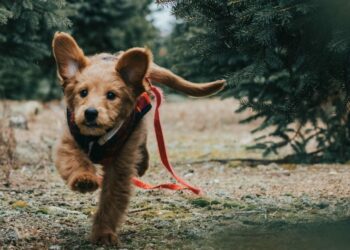 Pourquoi les chiens se sauvent ?