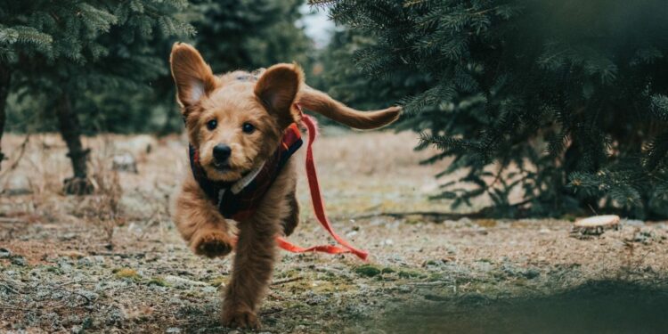 Pourquoi les chiens se sauvent ?