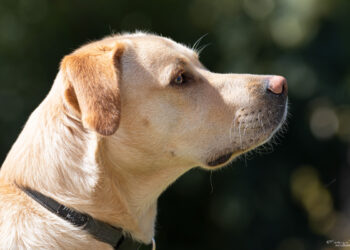 Pourquoi les chiens sont si cher ?