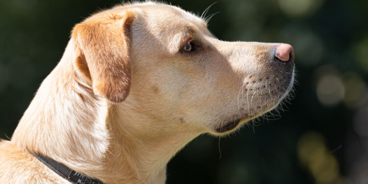 Pourquoi les chiens sont si cher ?