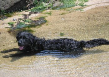 Pourquoi les chiens tremblent ?