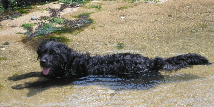 Pourquoi les chiens tremblent ?