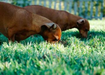 Pourquoi les chiots mangent des cailloux ?