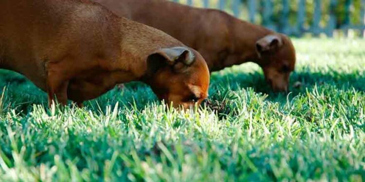 Pourquoi les chiots mangent des cailloux ?