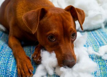Pourquoi les chiots mangent des cailloux ?
