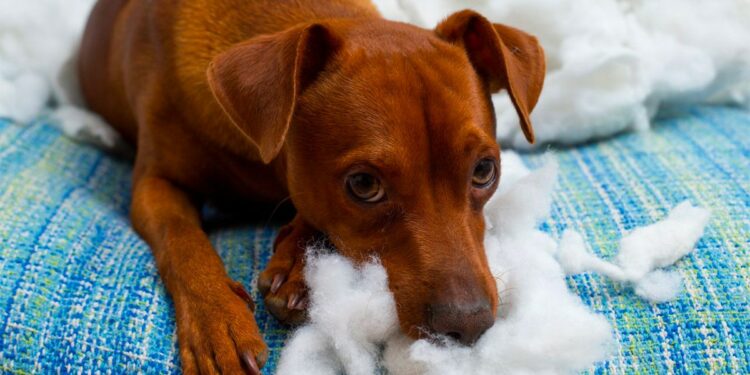 Pourquoi les chiots mangent des cailloux ?
