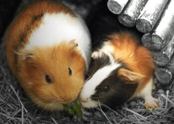 Pourquoi les cochons couinent ?