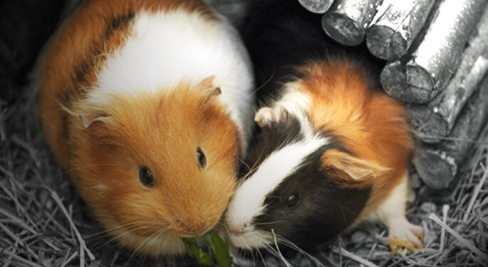 Pourquoi les cochons couinent ?