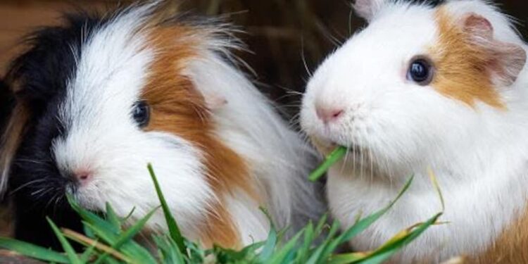 Pourquoi les cochons d'Inde font fuir les rats ?