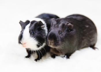 Pourquoi les cochons d'Inde se battent ?