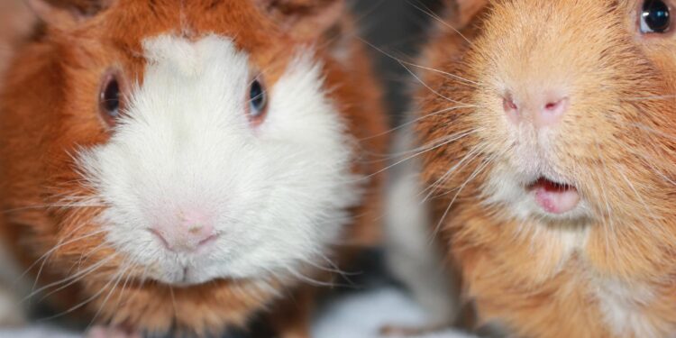 Pourquoi les cochons d'Inde se montent dessus ?