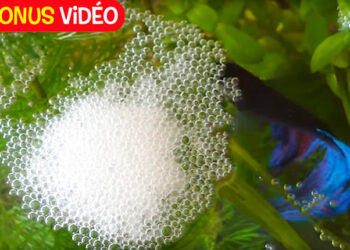 Pourquoi les combattants font des bulles ?