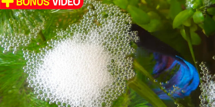 Pourquoi les combattants font des bulles ?