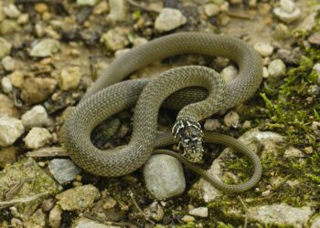 Pourquoi les couleuvres rentrent dans les maisons ?