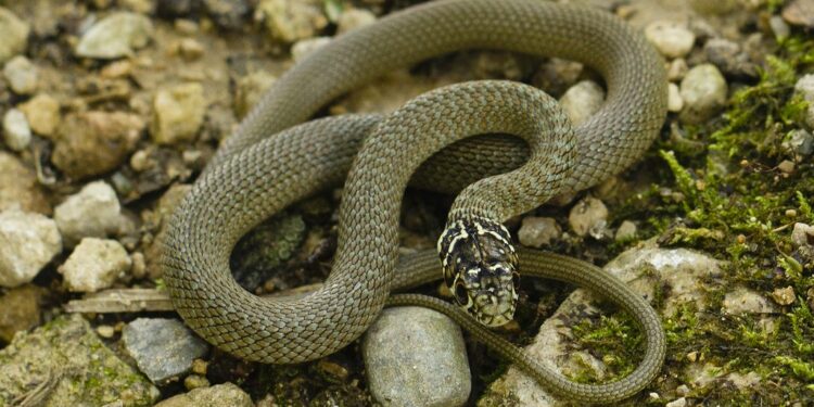 Pourquoi les couleuvres rentrent dans les maisons ?