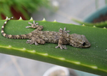 Pourquoi les gecko rentre dans les maison ?